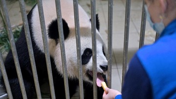 Sepasang Panda China 'Merantau' ke AS, Bawa Cerita Persahabatan
