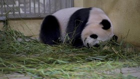 Kebun Binatang Prancis Sambut Kelahiran Bayi Panda Kembar