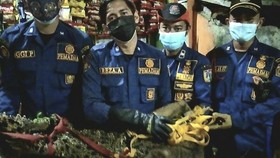 Warga Tambora Jakarta Geger Temukan Buaya 40 Kg di Selokan
