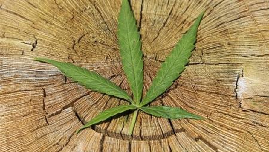 Badan Narkotika Nasional (BNN), Kepolisian Polda Aceh, Kodim 0101 Aceh Besar, Bea dan Cukai, serta Satpol PP melakukan operasi pemusnahan ladang ganja. Seperti apa?