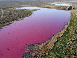 Danau Corfo Argentina yang Kini Berwarna Pink karena Limbah Pabrik