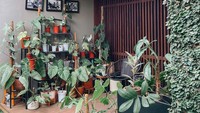 <p>Artis Cantik Ersa Mayori ternyata juga gemar mengurus tanaman hias, Bunda. Tanaman-tanamannya itu disusun begitu rapi hingga enak dipandang. (Foto: Instagram @ersamayori)</p>