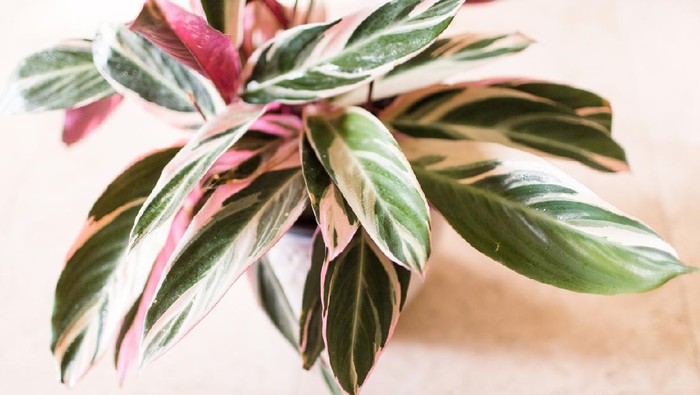 Stromanthe Triostar or Tricolor plant. Tropical native Brazilian plant. Soft pink and green colors with a bit of cream. Photo taken in bright natural light in South Florida on April 30th 2018. Stromanthe tricolor.