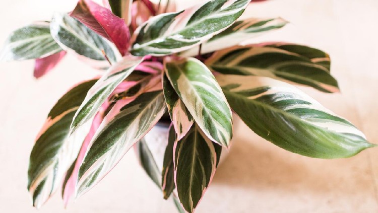 Stromanthe Triostar or Tricolor plant. Tropical native Brazilian plant. Soft pink and green colors with a bit of cream. Photo taken in bright natural light in South Florida on April 30th 2018. Stromanthe tricolor.