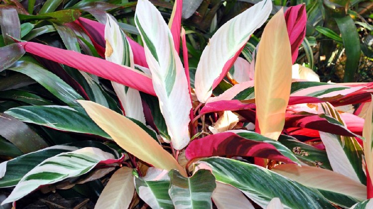 Tanaman Hias Triostar Stromanthe Stromanthe sanguinea Triostar