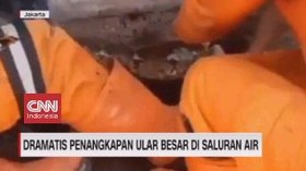 VIDEO: Dramatis Penangkapan Ular Besar di Saluran Air
