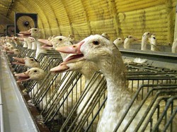 Belum Banyak yang Tahu! Proses Pembuatan 5 Makanan Ini Menyakiti Hewan