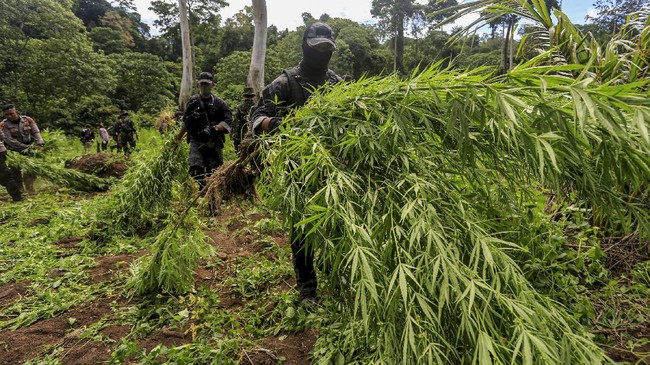 Pemilik atau penanam ganja seluas dua hektare terancam hukuman mati lantaran barang bukti yang didapat polisi berupa 20 ribu pohon setinggi 2 meter.