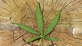 Pemerintahan Jerman yang Baru akan Legalkan Ganja
