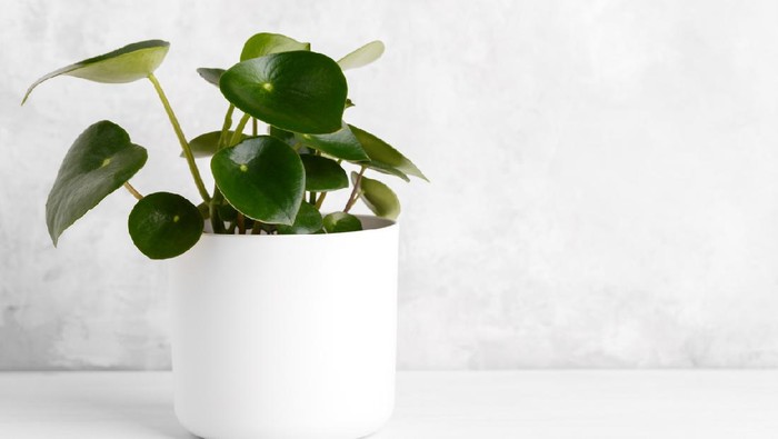 Peperomia polybotrya or Raindrop Peperomia house plant in a white pot, copy space