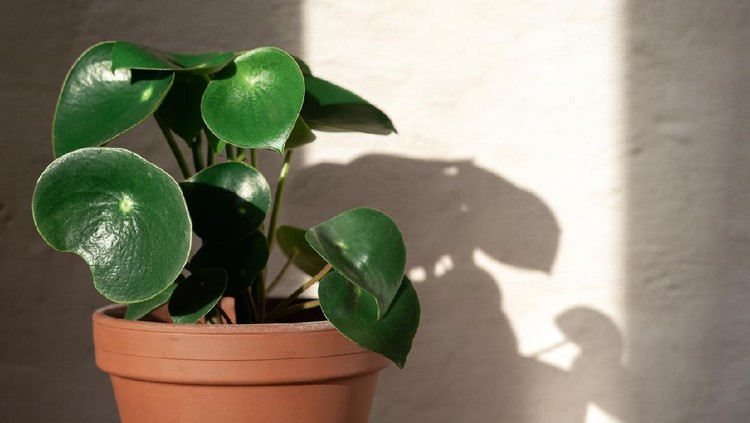 Peperomia Raindrop Peperomia raindrop plant stand on concrete wall background. Home gardening. Banner with copy space.