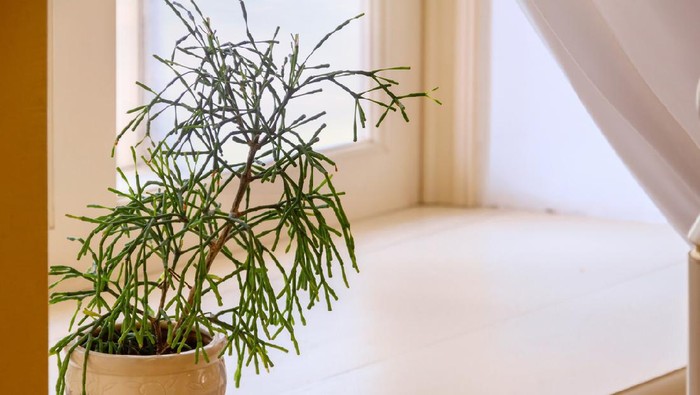 One rhipsalis plant pot windowsill warm home interior. Plants and succulents. Botanical home gardening.