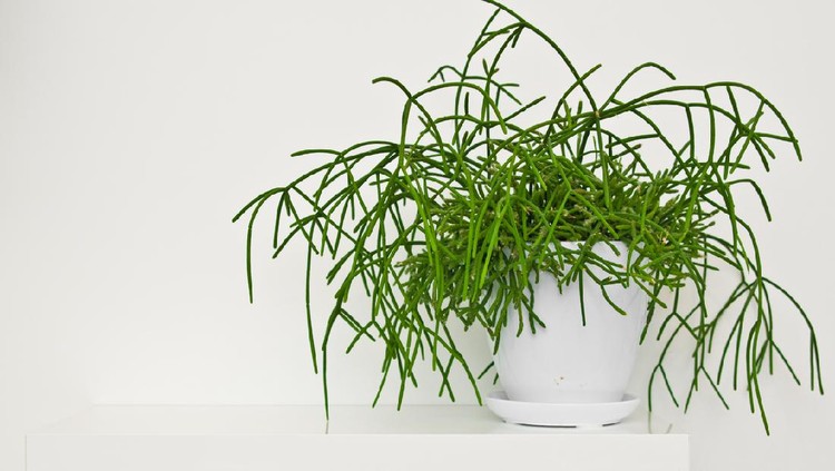 Rhipsalis An elegant green pot plant as room decoration against white wall.Rhipsalis