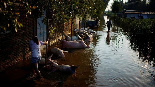 FOTO: Bangkai Babi Berserakan akibat Banjir di Henan China