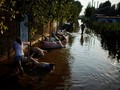FOTO: Bangkai Babi Berserakan akibat Banjir di Henan China