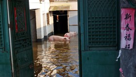 Banjir Surut, China Kini 'Dihantui' Wabah Hewan dan Tanaman