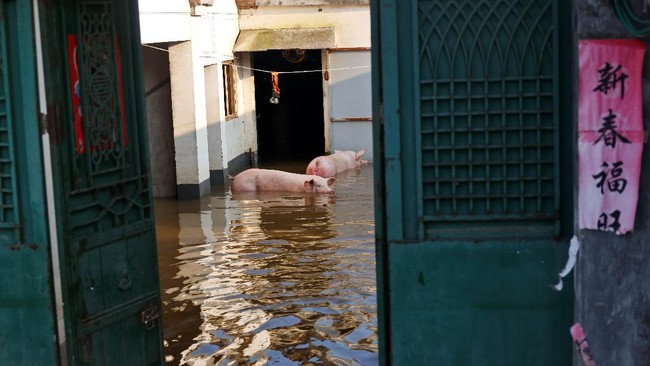 Banjir besar yang melanda sebagian wilayah China menyebabkan hewan-tanaman mati, berpotensi menimbulkan wabah penyakit.