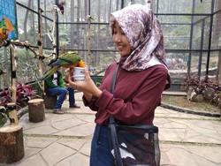 Kesulitan Uang, Pemilik Objek Wisata di Lembang Jual Burung