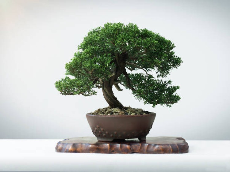 Juniper bonsai merupakan salah satu tanaman hias yang memiliki bentuk yang unik, lho. Jika Bunda tertarik untuk mengoleksi, simak tips merawatnya berikut ini.
