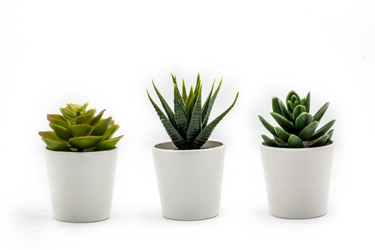 Jangan Asal Bun, Ini 4 Cara Memilih Pot Terbaik untuk Tanaman Hias Jangan asal pilih pot untuk tanaman hias kesayangan ya, Bunda. Jika Bunda masih bingung, simak empat cara memilih pot terbaik untuk tanaman hias kesayangan.