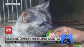 VIDEO: Mendulang Cuan Dari Hobi Pelihara Kucing Ras