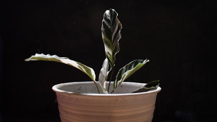 Calathea White Fusion with dark background