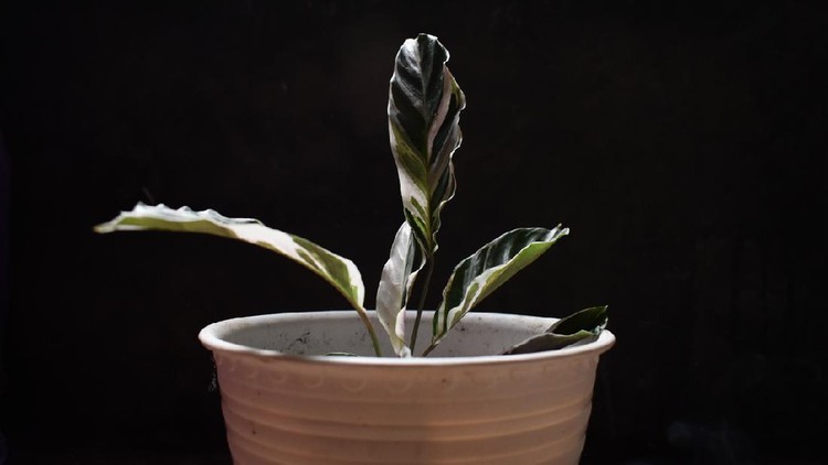 Calathea White Fusion with dark background