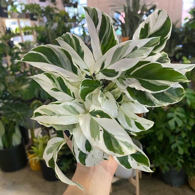  Cara  Merawat  Calathea White Fushion Tanaman  Hias  Daun  