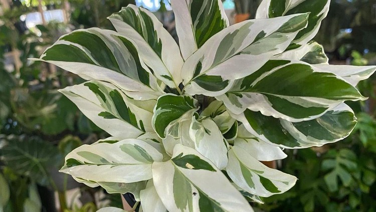 Tanaman Hias Calathea White Fusion Tanaman Hias Calathea White Fusion
