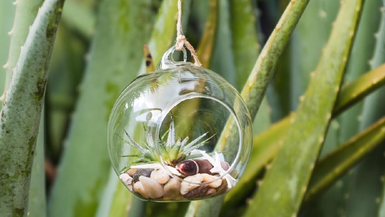 Air plant in terrarium with sea shells minimalist design hanging in garden on an aloe plant