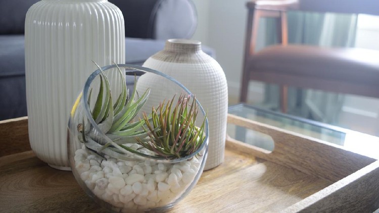 Tanaman Hias Tillandsia Indoor house plant decoration for Living room