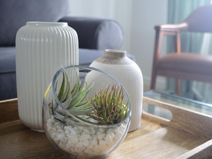 Terpopuler: Tanaman Hias Indoor untuk Ruangan Kecil - Masalah Baru Pembukaan Mal di Jakarta
