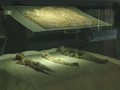 VIDEO: Teknik Mumifikasi Chile Masuk Warisan Dunia UNESCO