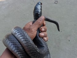 Terjebak Jaring di Kolam Ikan, Kobra Jawa 1,5 Meter Ditangkap di Wonosari