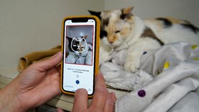FOTO: Cek Kesehatan dan Mood Kucing Pakai Aplikasi HP