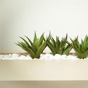 Selain untuk Wajah Ternyata Lidah Buaya Bermanfaat untuk Rambut Juga! Cari Tahu di sini