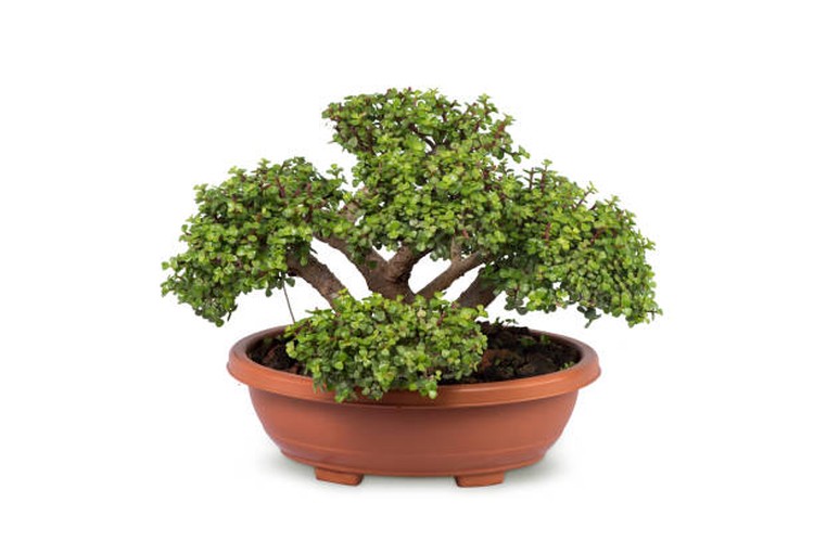 Juniper bonsai merupakan salah satu tanaman hias yang memiliki bentuk yang unik, lho. Jika Bunda tertarik untuk mengoleksi, simak tips merawatnya berikut ini.