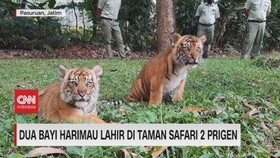 VIDEO: Dua Bayi Harimau Lahir Di Taman Safari 2 Prigen