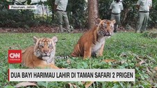 VIDEO: Dua Bayi Harimau Lahir Di Taman Safari 2 Prigen