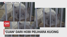 VIDEO: 'Cuan' Dari Hobi Pelihara Kucing