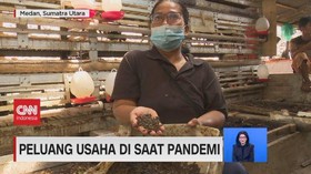 VIDEO: Peluang Usaha di Saat Pandemi