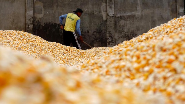 KPPU menyatakan harga pakan jagung yang meningkat memberatkan peternak mandiri.