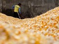 Harga Jagung Tinggi, Padahal Stok Melimpah