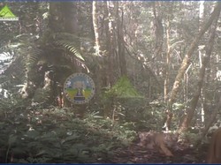 Gemes Banget, Lihatlah Harimau dan 2 Anaknya di Belantara Leuser Ini