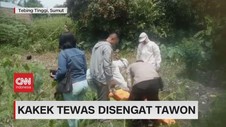 VIDEO: Kakek Tewas Disengat Tawon