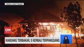 VIDEO: Kebakaran Gudang dan Kandang, 5 Kerbau Terpanggang