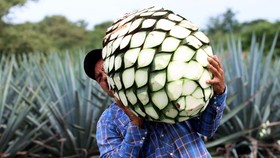 Bersulang dalam Sejarah Kota Tequila, Kampung Jose Cuervo