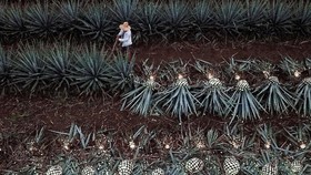 FOTO: Kesibukan Petani saat Panen Agave, Bahan Baku Tequila