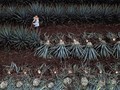 FOTO: Kesibukan Petani saat Panen Agave, Bahan Baku Tequila