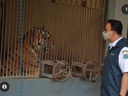Cerita Anies 2 Harimau Warga DKI di Ragunan Positif Corona